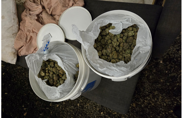 Cannabis 