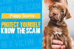 Be aware of puppy scams