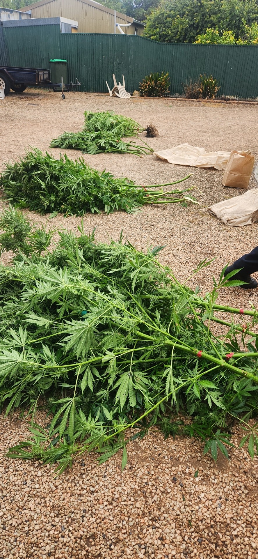 cannabis